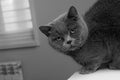 Black and white photo cat. Breed cat - British Shorthair. Sleek muzzle.
