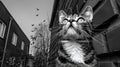 A black and white photo of a cat looking up at the sky, AI Royalty Free Stock Photo