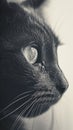 A black and white photo of a cat looking up at something, AI