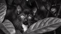 A black and white photo of a cat peeking out from behind leaves, AI Royalty Free Stock Photo