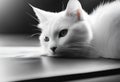 black and white photo of cat resting on laptop computer keyboard