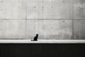 a black and white photo of a cat sitting in front of a wall Royalty Free Stock Photo