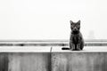 a black and white photo of a cat sitting on top of concrete Royalty Free Stock Photo