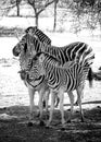 Black and white photo of Chapman`s zebra and her baby are standing on african savanna, equus quagga chapmani. It is Royalty Free Stock Photo