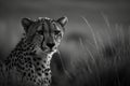 a black and white photo of a cheetah in a field of tall grass looking at the camera with a serious look on its face Royalty Free Stock Photo