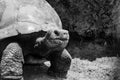Close up of a large Galapogos Giant Tortoise/ Turtle Royalty Free Stock Photo