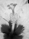 Black and white photo of a close up view of a beautiful Hibiscus flower at the garden Royalty Free Stock Photo