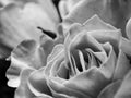 Black and white photo of a close up view of a beautiful rose Royalty Free Stock Photo