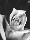 Black and white photo of close up view of a beautiful rose flower Royalty Free Stock Photo