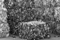 black and white photo, compressed metal cans at a waste collection point, recycling