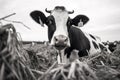 Black and white photo of a cow eating hay in the field, Black and white cow eating hay, Feeding cows, AI Generated