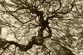 Black and white photo of the crown of a branching tree through the crown of the background you can see a bright sunny sky Royalty Free Stock Photo