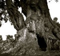 A powerful spreading and cracking trunk of an old olive