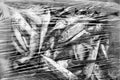 Black and white photo of dead fish in plastic bag. Pollution concept Royalty Free Stock Photo