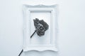 Black and white photo, dead rose in white frame for photo Royalty Free Stock Photo