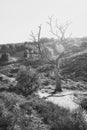 Black and white photo of a dead tree along the sandy path in the heath area of the De Hoge Veluwe national park during sunset Royalty Free Stock Photo