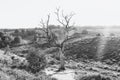 Black and white photo of a dead tree along the sandy path in the heath area of the De Hoge Veluwe national park during sunset Royalty Free Stock Photo