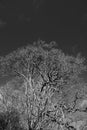 Black and white photo of a dead tree branches Royalty Free Stock Photo