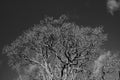 Black and white photo of a dead tree branches Royalty Free Stock Photo