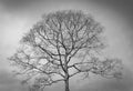 Black and white photo of dead winter tree