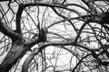 Black and white photo of dead winter tree Royalty Free Stock Photo