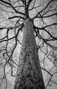 Black and white photo of dead winter tree