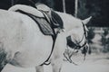 The black-and-white photo depicts a gray horse adorned with a saddle, stirrups, and a bridle. The sport of horseback riding