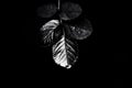 The black and white photo depicts rain-soaked leaves of a plant against a black background. Nature beauty, and simplicity, as well