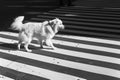 A black and white photo of a dog crossing the road on zebra lines