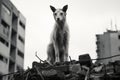 a black and white photo of a dog standing on top of a pile of rubble