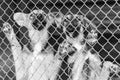 Black and white photo of dogs at the homeless dog shelter. Abandoned dogs. BW Royalty Free Stock Photo