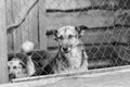 Black and white photo of dogs at the homeless dog shelter. Abandoned dogs. BW Royalty Free Stock Photo