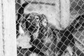 Black and white photo of dogs at the homeless dog shelter. Abandoned dogs. BW Royalty Free Stock Photo