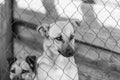 Black and white photo of dogs at the homeless dog shelter. Abandoned dogs. BW Royalty Free Stock Photo