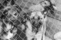 Black and white photo of dogs at the homeless dog shelter. Abandoned dogs. BW Royalty Free Stock Photo