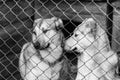 Black and white photo of dogs at the homeless dog shelter. Abandoned dogs. BW Royalty Free Stock Photo