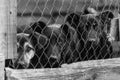 Black and white photo of dogs at the homeless dog shelter. Abandoned dogs. BW Royalty Free Stock Photo