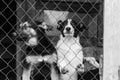 Black and white photo of dogs at the homeless dog shelter. Abandoned dogs. BW Royalty Free Stock Photo