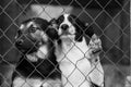 Black and white photo of dogs at the homeless dog shelter. Abandoned dogs. BW Royalty Free Stock Photo