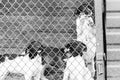 Black and white photo of dogs at the homeless dog shelter. Abandoned dogs. BW Royalty Free Stock Photo