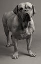 Black-and-white photo of Dogue De Bordeaux