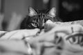 In a black and white photo, a domestic cat hunts from behind cover