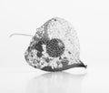 Black and white photo of Dry Lampion, Dried skeleton of physalis on white background. Royalty Free Stock Photo