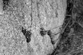 Black and white photo of a faded plant throwing a shadow on a rock