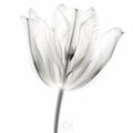 Inverted Tulip: Uhd Image Of Delicate X-ray Illustration On White Background Royalty Free Stock Photo