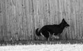 Black pure bred German Shepard running beside a wooden fence