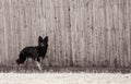 Black pure bred German Shepard standing at attention in front of a wooden fence