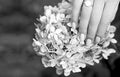 Black and white photo a female hand with a gentle manicure against the background of a white hydrangea in summer. Royalty Free Stock Photo