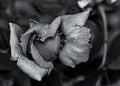Black and white photo fine art of Red Rose bud with water drops on garden in detail Royalty Free Stock Photo