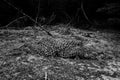 Black and white photo of a fishing net on the ground Royalty Free Stock Photo